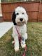 Portuguese Water Dog Puppies for sale in Memphis, TN, USA. price: NA