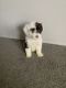 Portuguese Water Dog Puppies