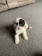 Portuguese Water Dog Puppies for sale in Millersburg, OH 44654, USA. price: $300
