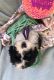Portuguese Water Dog Puppies for sale in Phoenix, AZ, USA. price: $3,500