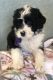 Portuguese Water Dog Puppies for sale in Phoenix, AZ, USA. price: NA