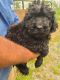 Portuguese Water Dog Puppies for sale in N ABINGTN TWP, PA 18414, USA. price: NA