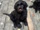 Portuguese Water Dog Puppies for sale in Kingsley, MI 49649, USA. price: NA