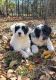 Portuguese Water Dog Puppies for sale in Murfreesboro, TN, USA. price: $1,500