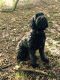 Portuguese Water Dog Puppies for sale in United States. price: $600