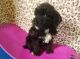Portuguese Water Dog Puppies for sale in OR-99W, McMinnville, OR 97128, USA. price: $1,410