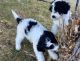 Portuguese Water Dog Puppies for sale in Michigan Ave, Inkster, MI 48141, USA. price: $500
