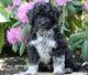 Portuguese Water Dog Puppies for sale in Temple City, CA, USA. price: $300