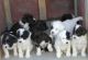 Portuguese Water Dog Puppies for sale in Ohio St, Lawrence, KS, USA. price: NA