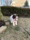 Portuguese Water Dog Puppies for sale in Arverne, NY 11692, USA. price: NA