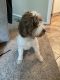 Portuguese Water Dog Puppies for sale in Ballwin, MO, USA. price: NA