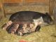 Pot Belly Pig Animals for sale in Lebanon, PA, USA. price: NA