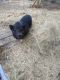 Pot Belly Pig Animals for sale in Gun Barrel City, TX, USA. price: NA