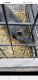Pot Belly Pig Animals for sale in Brownsville, IN, USA. price: NA