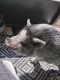 Pot Belly Pig Animals for sale in Palm Bay, FL, USA. price: NA