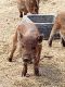 Pot Belly Pig Animals for sale in Llano, TX 78643, USA. price: $20