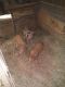 Pot Belly Pig Animals for sale in Murphy, NC 28906, USA. price: $8,000