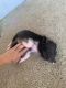 Pot Belly Pig Animals for sale in Norco, CA, USA. price: $100