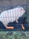 Pot Belly Pig Animals for sale in San Bernardino, CA, USA. price: $30