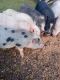 Pot Belly Pig Animals for sale in Lakeville, MI 48367, USA. price: $200