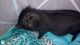 Pot Belly Pig Animals for sale in Porterville, CA 93257, USA. price: $300