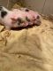 Pot Belly Pig Animals for sale in Macomb Township, MI, USA. price: $150