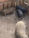 Pot Belly Pig Animals for sale in Orlando, FL, USA. price: NA