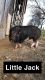 Pot Belly Pig Animals for sale in Campbellsburg, IN 47108, USA. price: $175