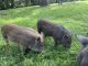 Pot Belly Pig Animals for sale in 332 SE Sunrise Dr, Mountain Home, ID 83647, USA. price: $50