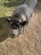 Pot Belly Pig Animals for sale in Glendale, AZ 85302, USA. price: $240