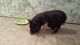 Pot Belly Pig Animals for sale in Corsicana, TX, USA. price: $100