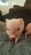 Pot Belly Pig Animals for sale in Mattaponi, VA 23110, USA. price: NA