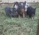 Pot Belly Pig Animals for sale in Elizabeth, CO 80107, USA. price: NA
