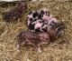 Pot Belly Pig Animals for sale in Oshkosh, WI, USA. price: NA