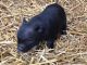 Pot Belly Pig Animals for sale in Fort Wayne, IN, USA. price: $200
