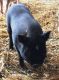 Pot Belly Pig Animals for sale in Fort Wayne, IN, USA. price: $200