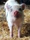 Pot Belly Pig Animals for sale in Fort Wayne, IN, USA. price: $300