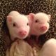 Pot Belly Pig Animals for sale in Chicago, IL 60601, USA. price: NA