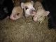 Pot Belly Pig Animals for sale in Wills Point, TX 75169, USA. price: $200