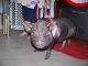 Pot Belly Pig Animals for sale in Brazil, IN 47834, USA. price: NA