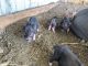 Pot Belly Pig Animals for sale in 19747 Dorris Dr, Magnolia, TX 77355, USA. price: $200