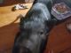Pot Belly Pig Animals for sale in Sevierville, TN, USA. price: NA