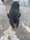 Pot Belly Pig Animals for sale in Ontario, CA, USA. price: NA