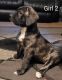 Presa Canario Puppies for sale in 6011 W Point St, Taylor, MI 48180, USA. price: $700