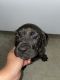 Presa Canario Puppies for sale in Los Angeles, CA, USA. price: NA