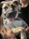 Presa Canario Puppies for sale in Charlotte, NC, USA. price: $700