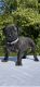 Presa Canario Puppies for sale in Columbia, CT 06237, USA. price: $3,000