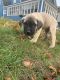 Presa Canario Puppies for sale in Muskegon, MI, USA. price: $1,000