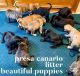Presa Canario Puppies
