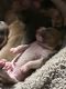 Presa Canario Puppies for sale in Colorado Springs, CO, USA. price: NA